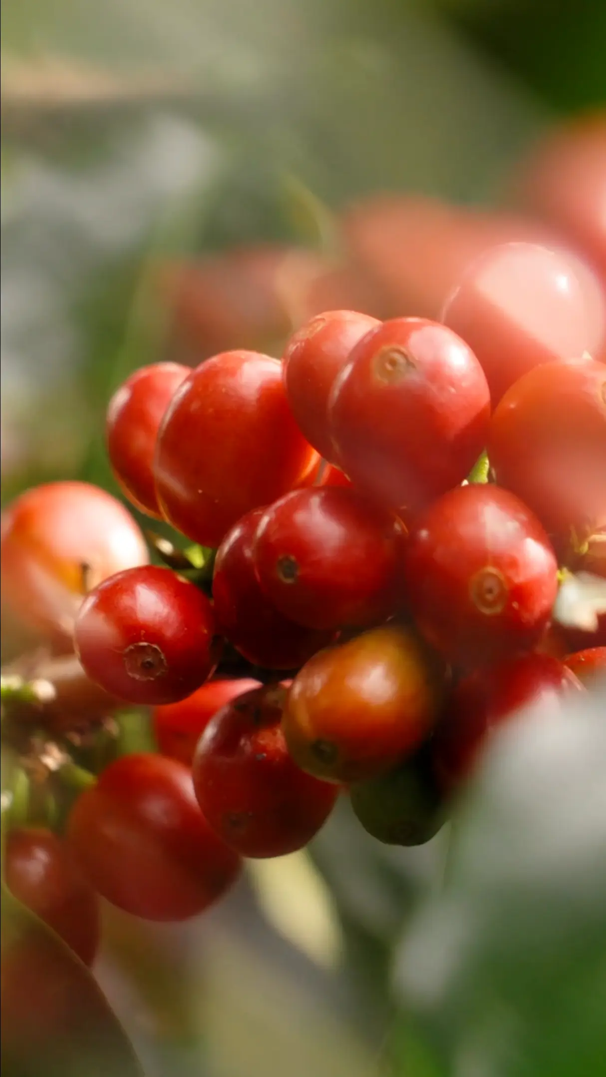 Coffee / Nature Reel